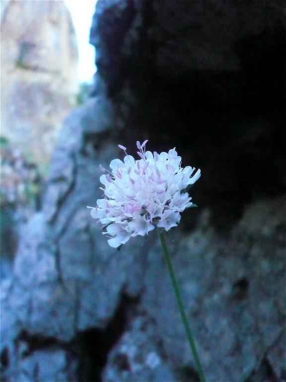 Scabiosa holosericea / Scabiosa vellutata